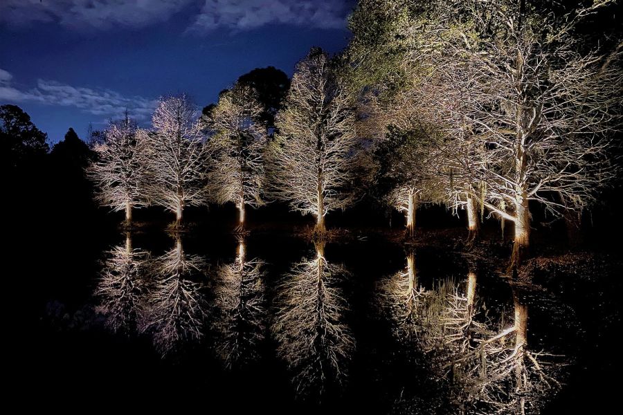 Vibrant landscape with multicolor lighting on bushes and trees at night